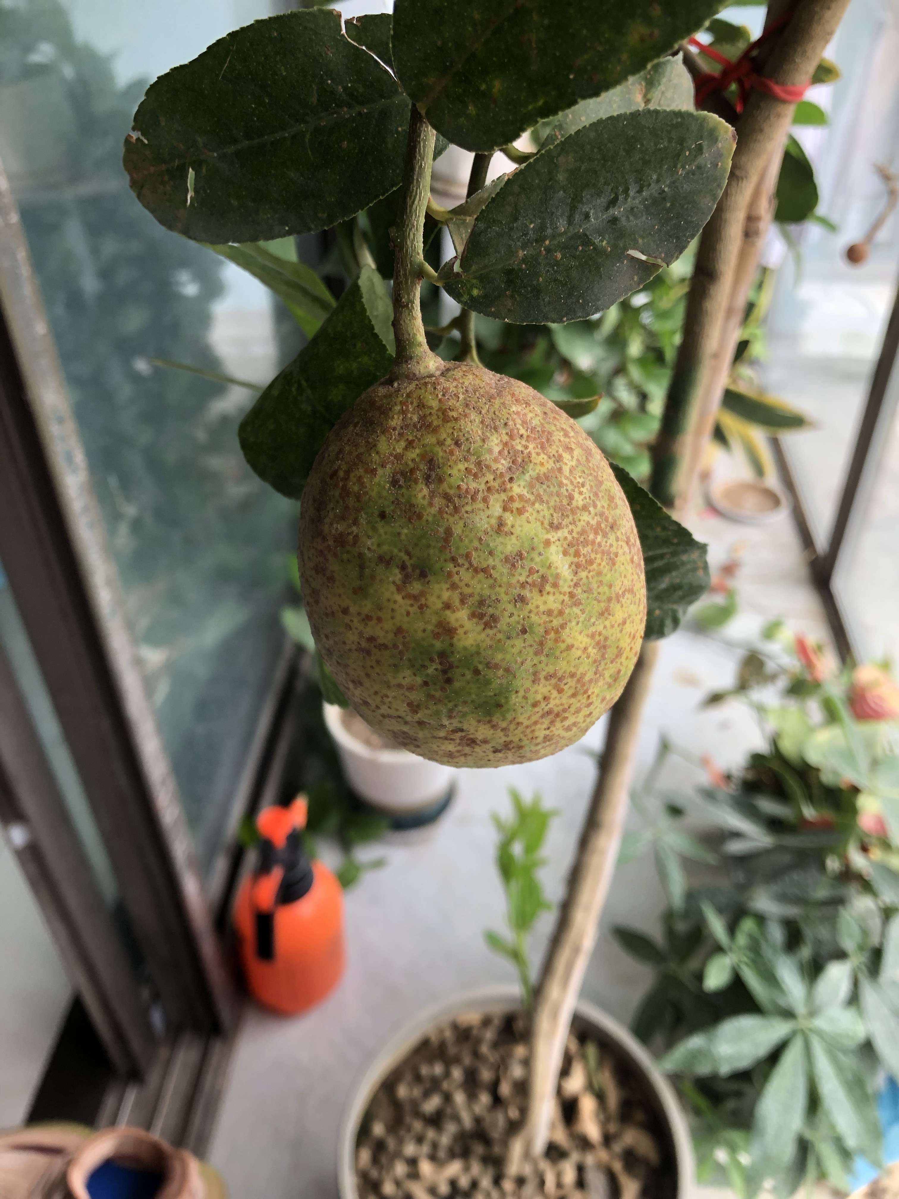 明道 的想法: 柠檬树这是什么病害