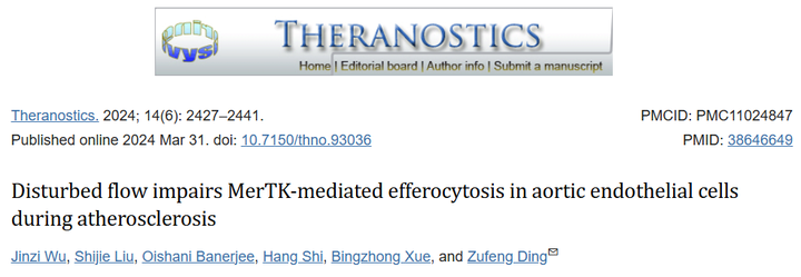 動脈粥樣硬化期間血流紊亂會損害 MER原癌基因酪氨酸激酶- 介導(dǎo)的主動脈內(nèi)皮細(xì)胞的胞葬作用