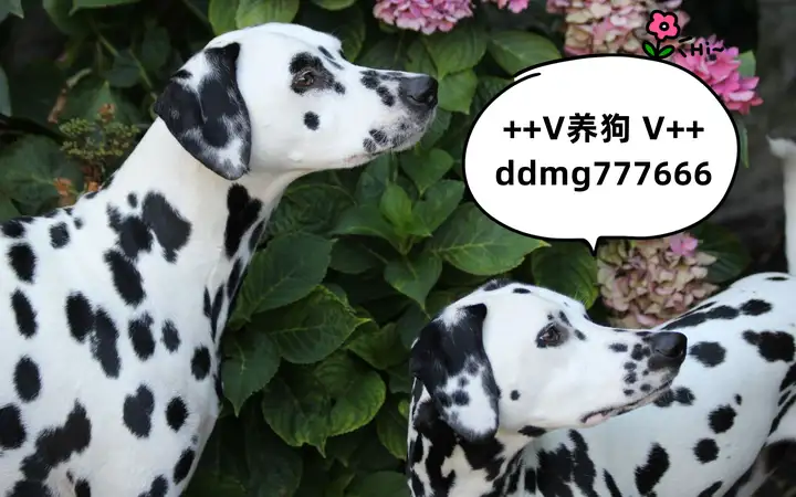 斑点狗的正式犬种名字叫什么？”