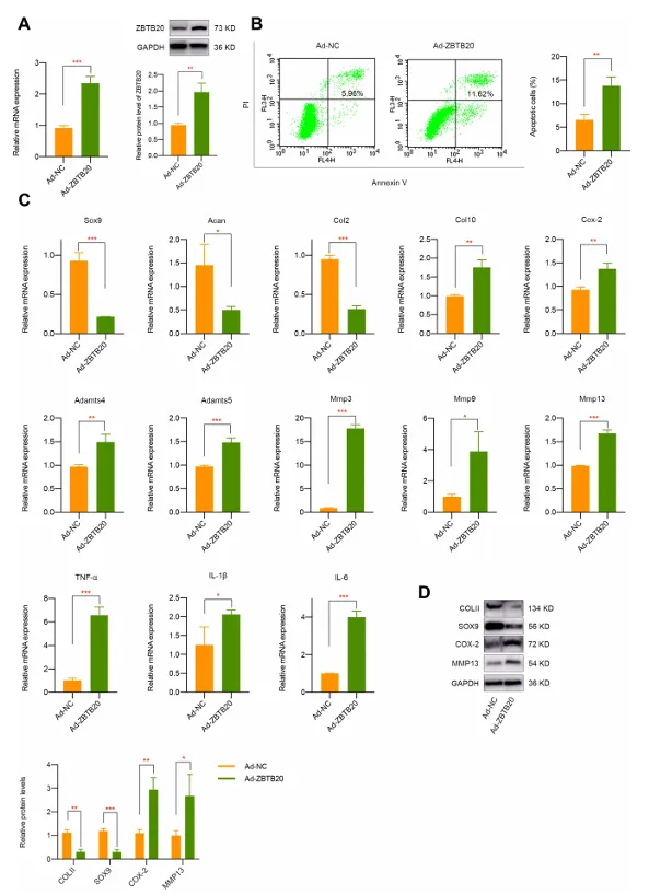 異常流體剪切應力通過 H3K4me3 對 ZBTB20 的表觀遺傳調控促進關節軟骨發病機制