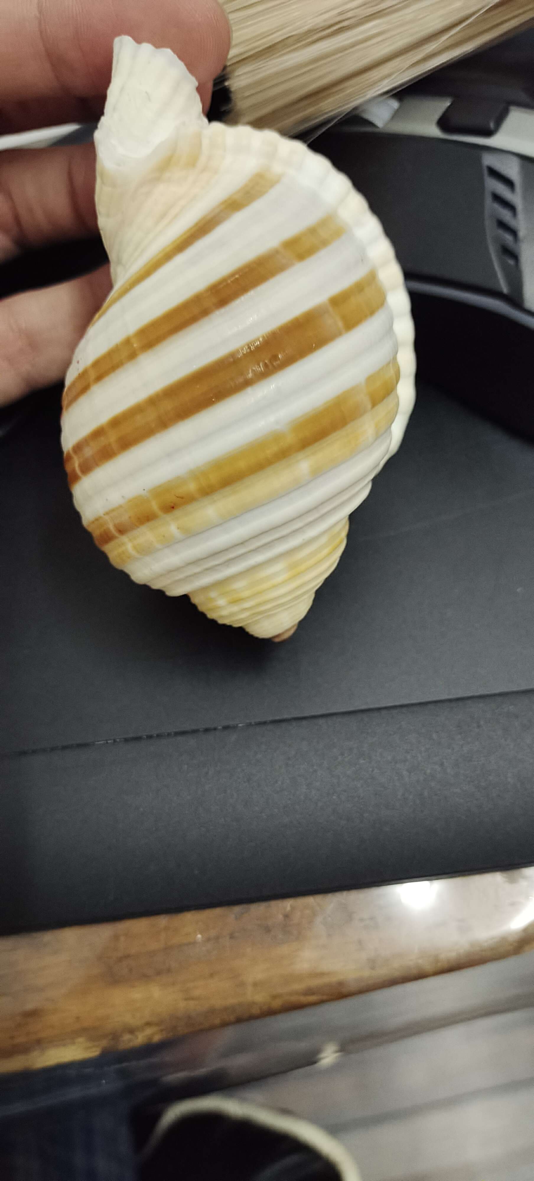 古明地恋 的想法: 有大佬知道沟鹑螺这种外壳是咋形成的吗 … - 知乎