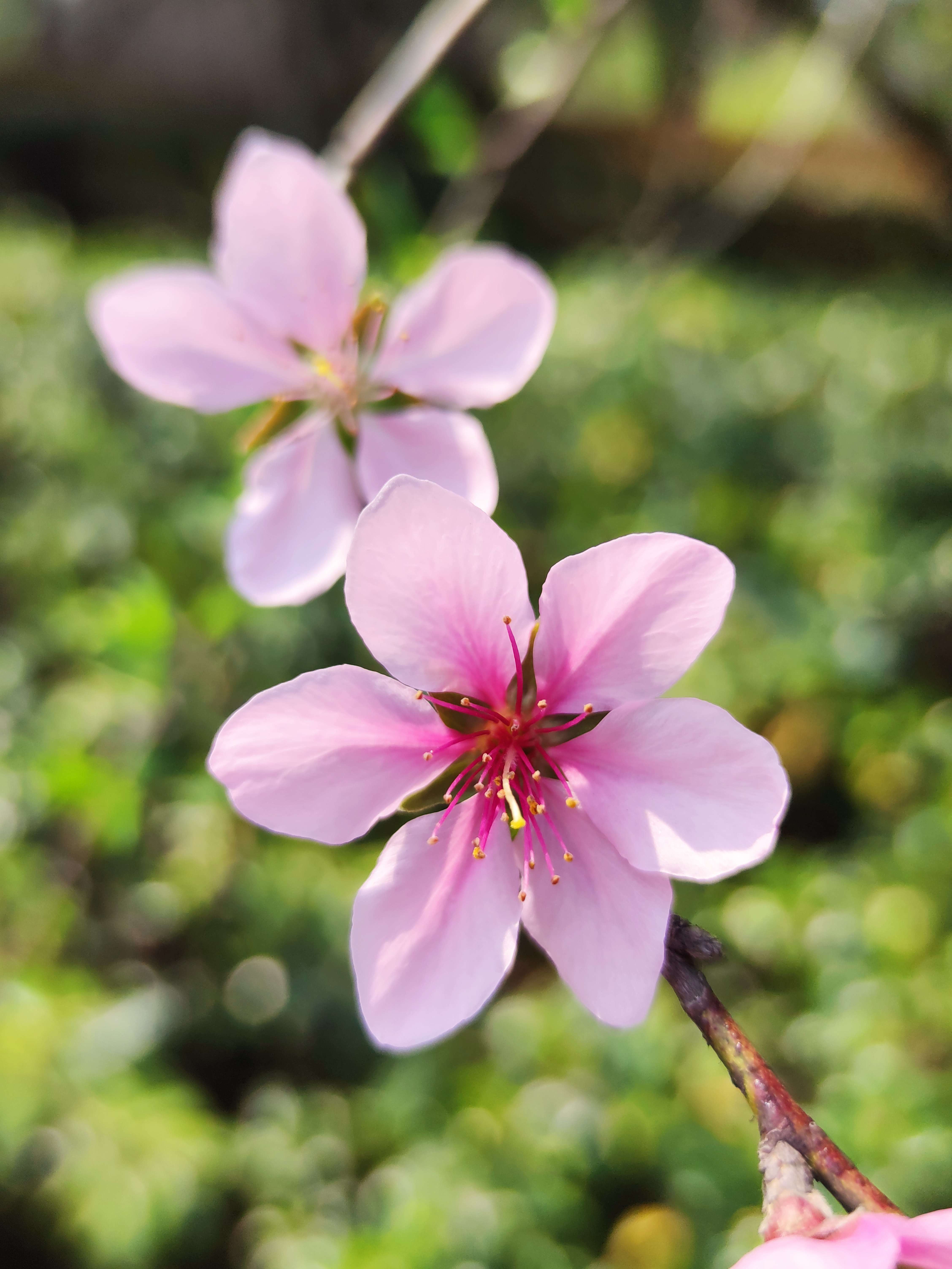 桃花花蕊的样子图片