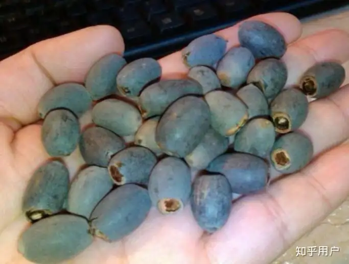 碗莲怎么水培？(水培碗莲种植方法图解)
