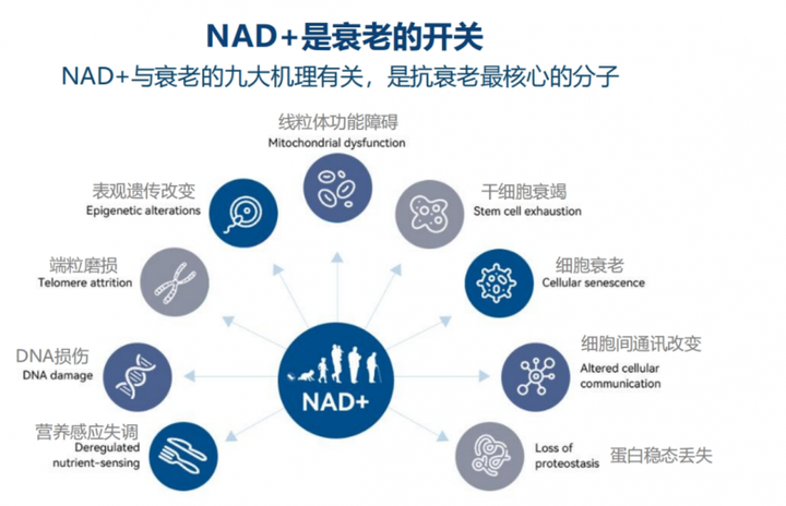 重磅：PSSOPP上榜2024 NMN排名十强，实力再上新台阶