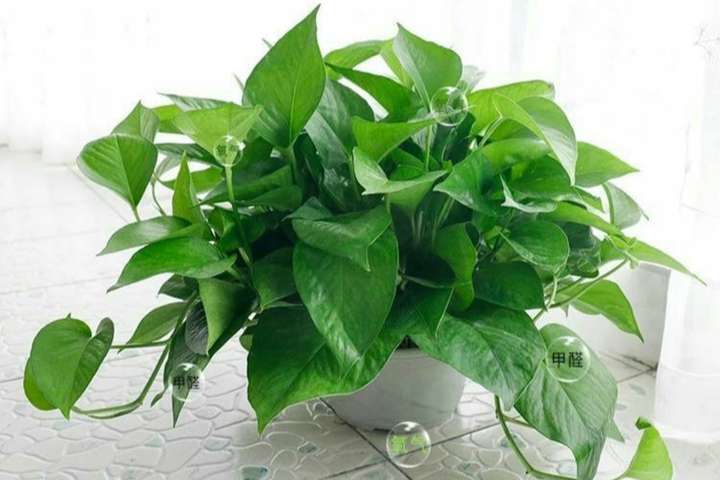 吸收甲醛的室内植物（这5种绿植清新脱俗）插图(3)