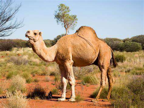 伊朗取消骆驼出口禁令