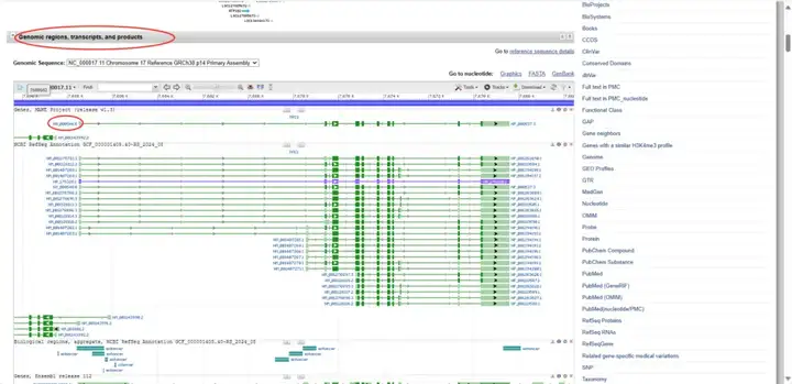 《NCBI保姆级使用教程（包含如何查找CDS、启动子、5'UTR和3'UTR、lncRNA序列）》