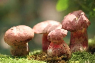 图为见手青,加工不当食用,可以致幻,甚至危及生命。 图为见手青,加工不当食用,可以致幻,甚至危及生命。