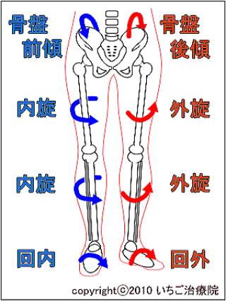 ox腿型图片对照表图片