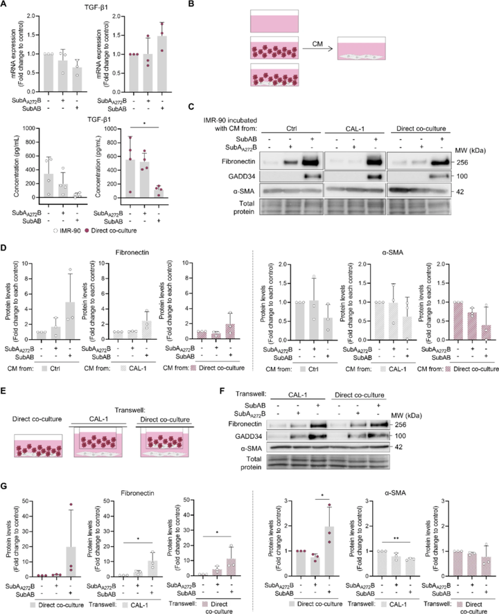 在漿細胞樣樹突狀細胞系中促進內(nèi)質(zhì)網(wǎng)應(yīng)激可驅(qū)動成纖維細胞活化