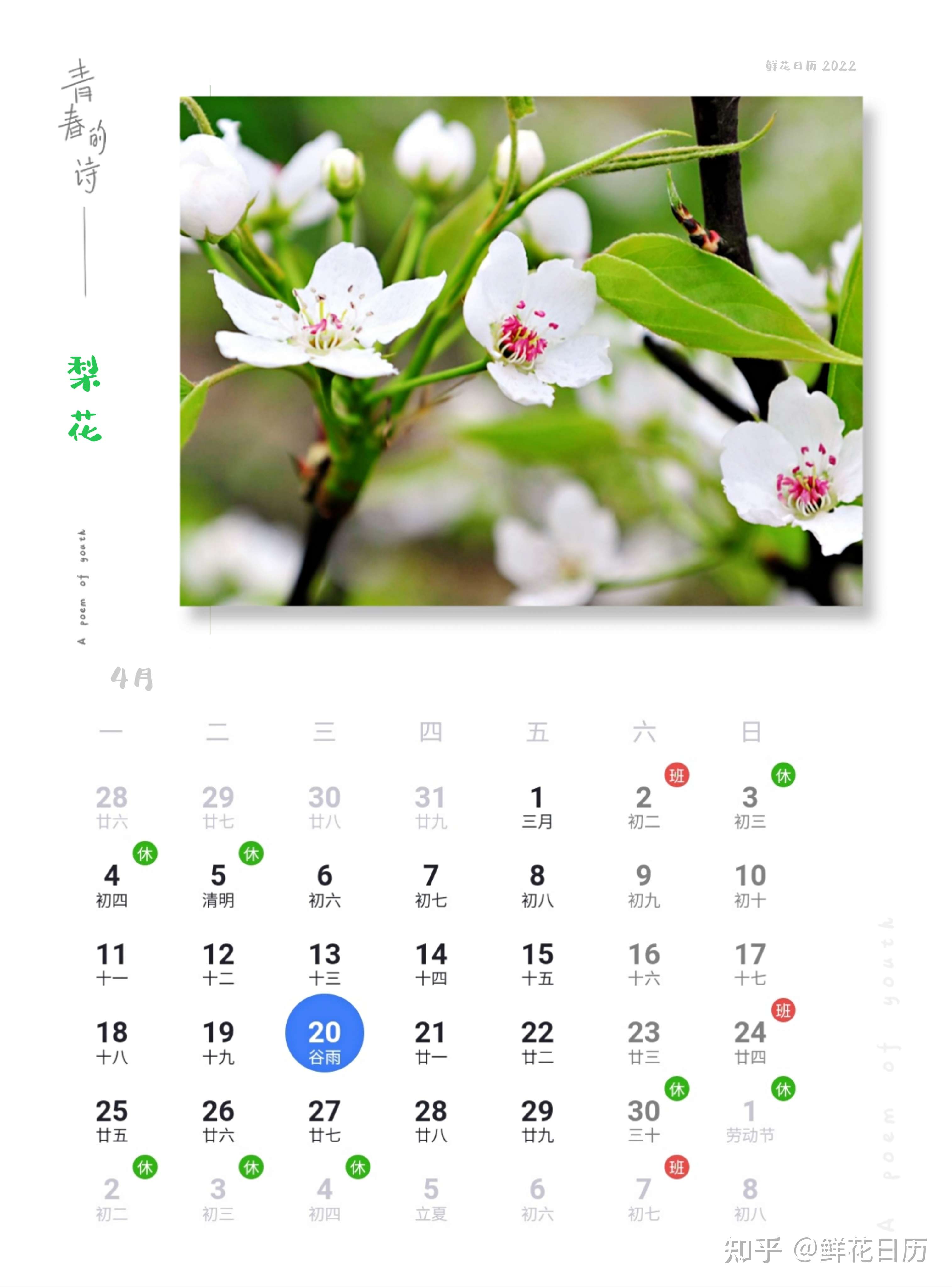 鲜花日历 的想法: 鲜花日历,4月20日梨花 