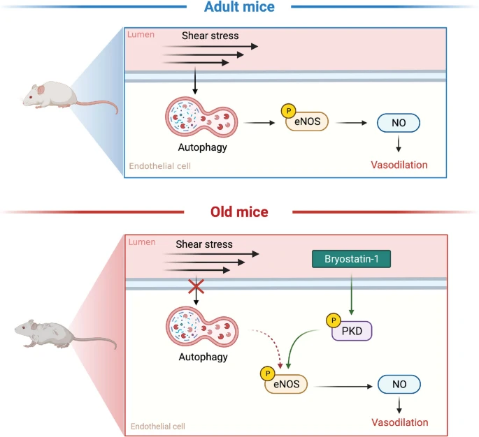 苔蘚抑素-1(Bryostatin-1)通過抑制內皮細胞自噬改善動脈功能 苔蘚抑素-1(Bryostatin-1)通過抑制內皮細胞自噬改善動脈功能