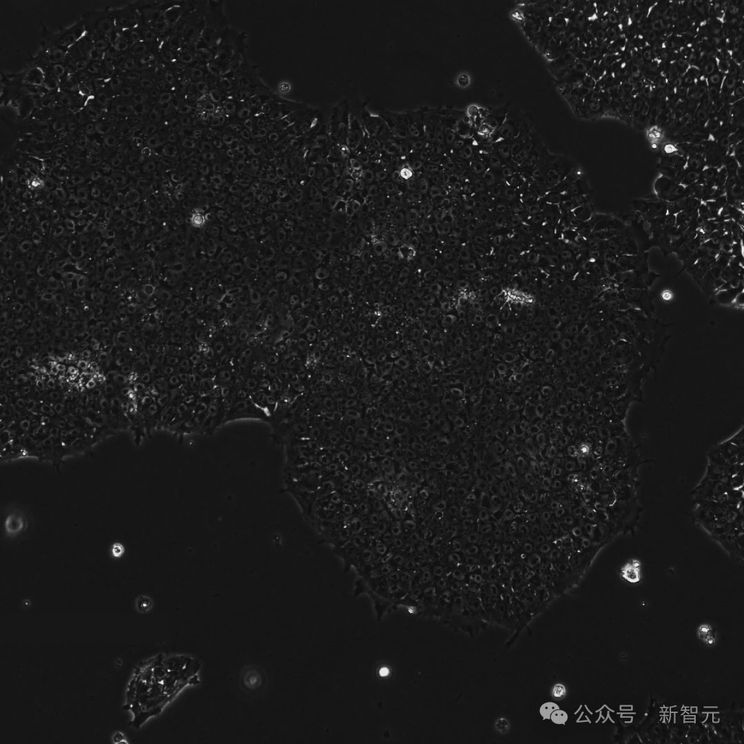 OpenAI用GPT-4b攻克诺奖难题！人体细胞「返老还童」，逆转效率飙升50倍