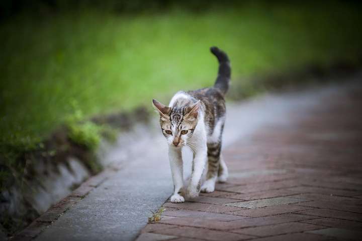 猫咪临死前的六个特殊征兆 猫咪死了主人不能哭