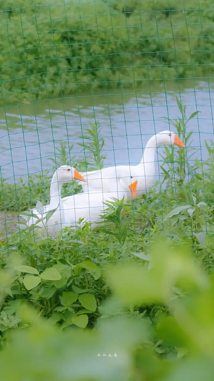 有什么美到极致的绿色壁纸？(绿色壁纸好看卡通动漫)