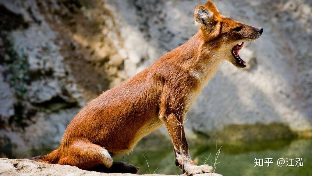 博鸡巨勒布 的想法: 鸑鷟鹓鶵 : 对豺感兴趣的朋友,推荐去石… - 知乎