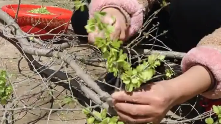 野菜的种类和图片大全名称（38种野菜图片大全）