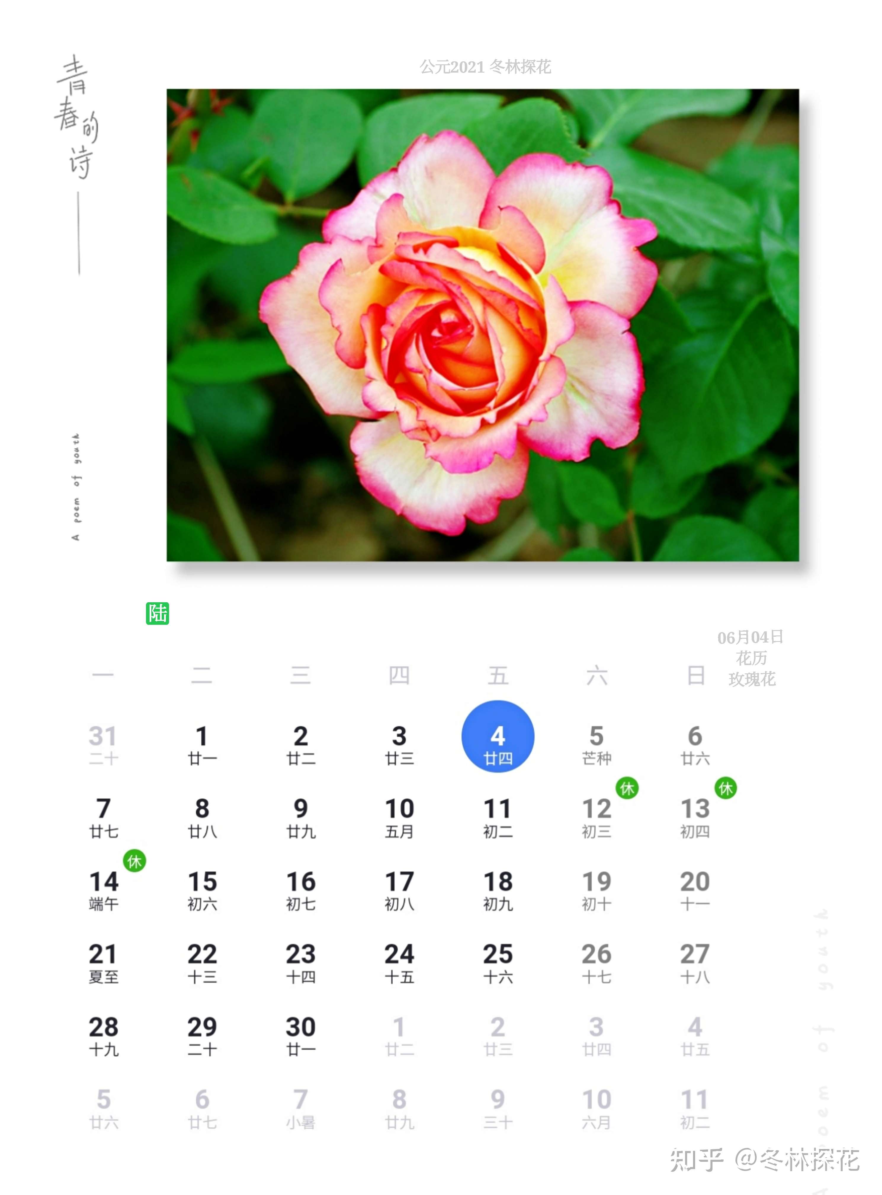 鲜花日历 的想法: 6月4日花历,玫瑰花 