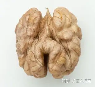 趣味英语# nut 坚果,为什么还有"疯子"的意思? - 知乎