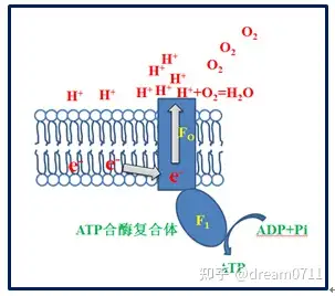 如何理解atp合成酶的能量來源電子在通過電子傳遞鏈前後究竟是經歷了