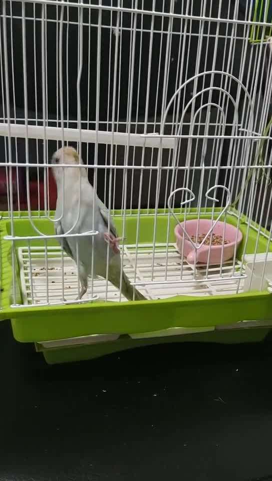 虎皮鹦鹉在晚上的时候一直摇头是怎么回事?