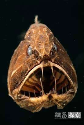 有大哥知道这是什么鱼吗