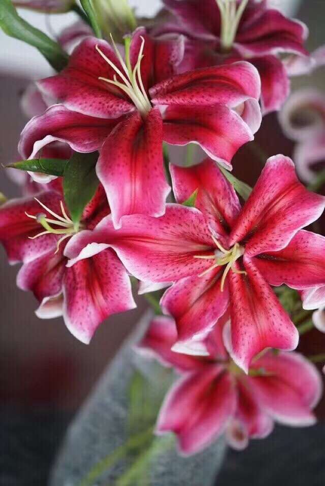 花觅flower 的想法: 多头卡瓦纳|黑美人香水百合 是深红色哒… - 知乎