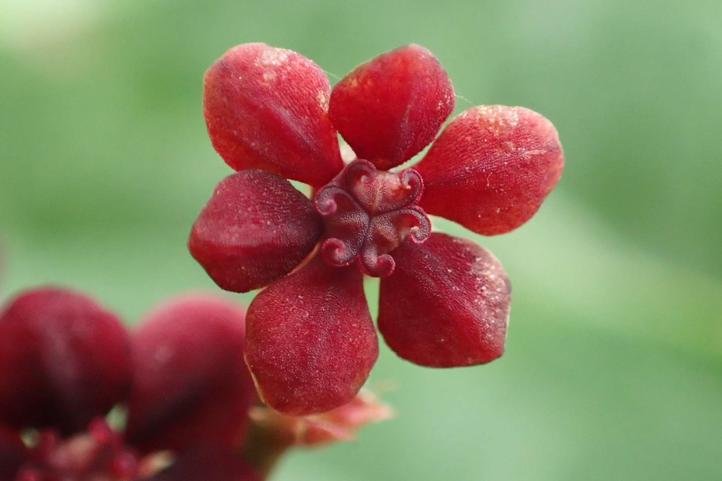 李老師 的想法: 龍脷葉,大戟科植物(sauropus spatulifo… - 知乎