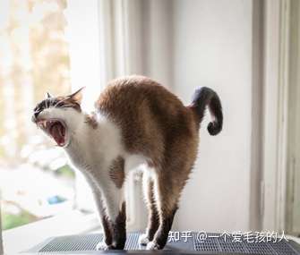 野猫弓背翘尾巴还会发出声音什么意思
