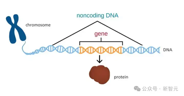 谷歌AlphaGenome横空出世！40亿年生命代码一键破解，或再夺诺奖