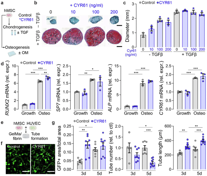 血管生成誘導(dǎo)因子61（CYR61）遞送促進骨折修復(fù)過程中的血管生成