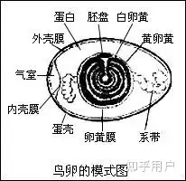 鸵鸟卵细胞图片