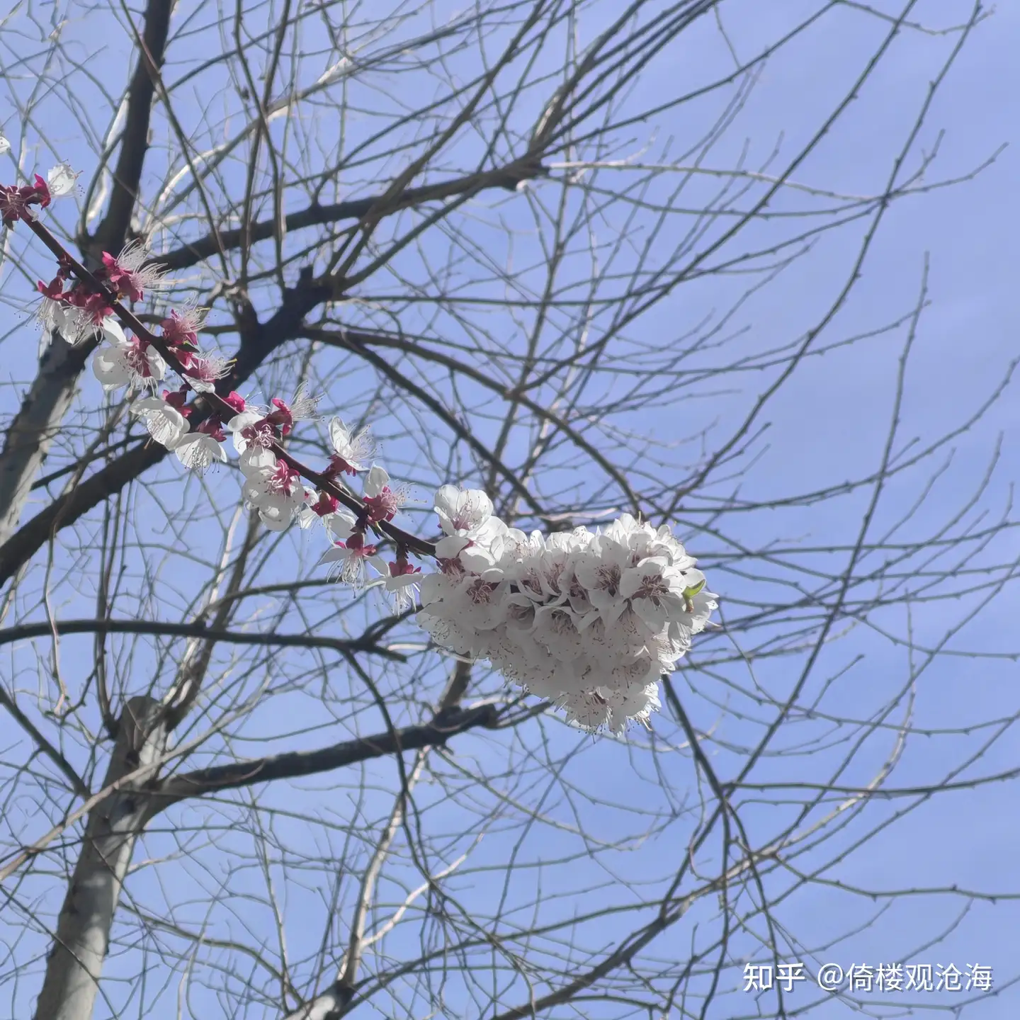 「花和人都会遇到各种各样的不幸，但是生命的长河是无止境的」这句话该如何理解？