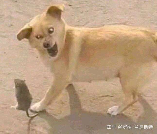 邪恶的猫咪 爬墙的鳄鱼 鬼畜的表情