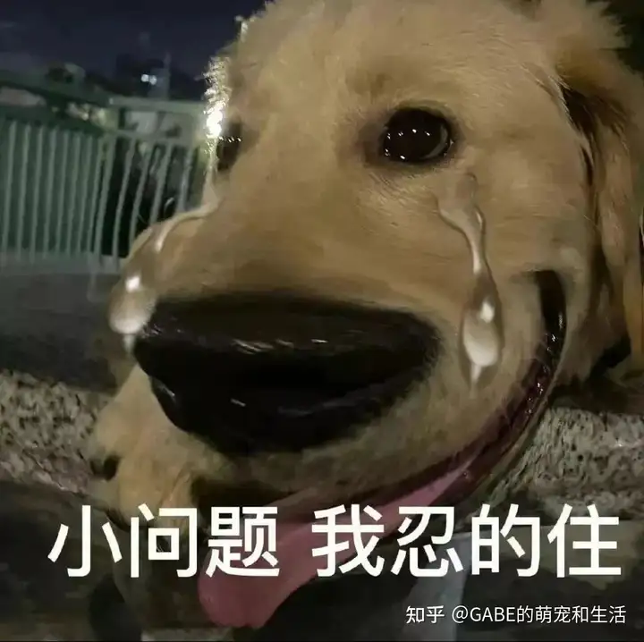 门徒娱乐注册登录（狗狗拉稀，主人用不用担心？）