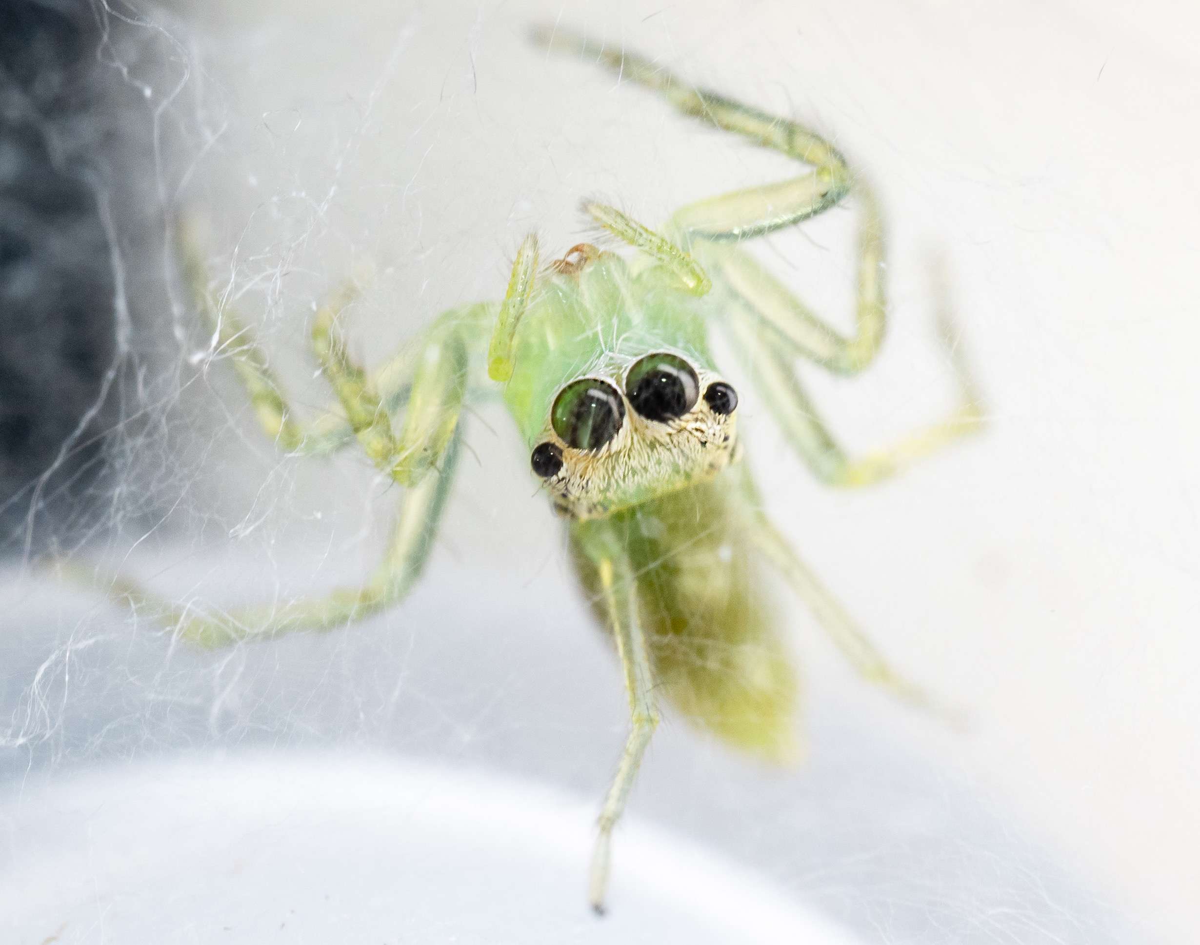 捷里米 的想法: 今日份的小透明 白斑艾普蛛 有点挑食 只… - 知乎