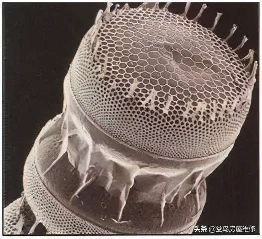 硅藻泥的门质量怎么样(为什么买过的人都说是智商税呢)插图(2) 硅藻泥的门质量怎么样(为什么买过的人都说是智商税呢)插图(2)