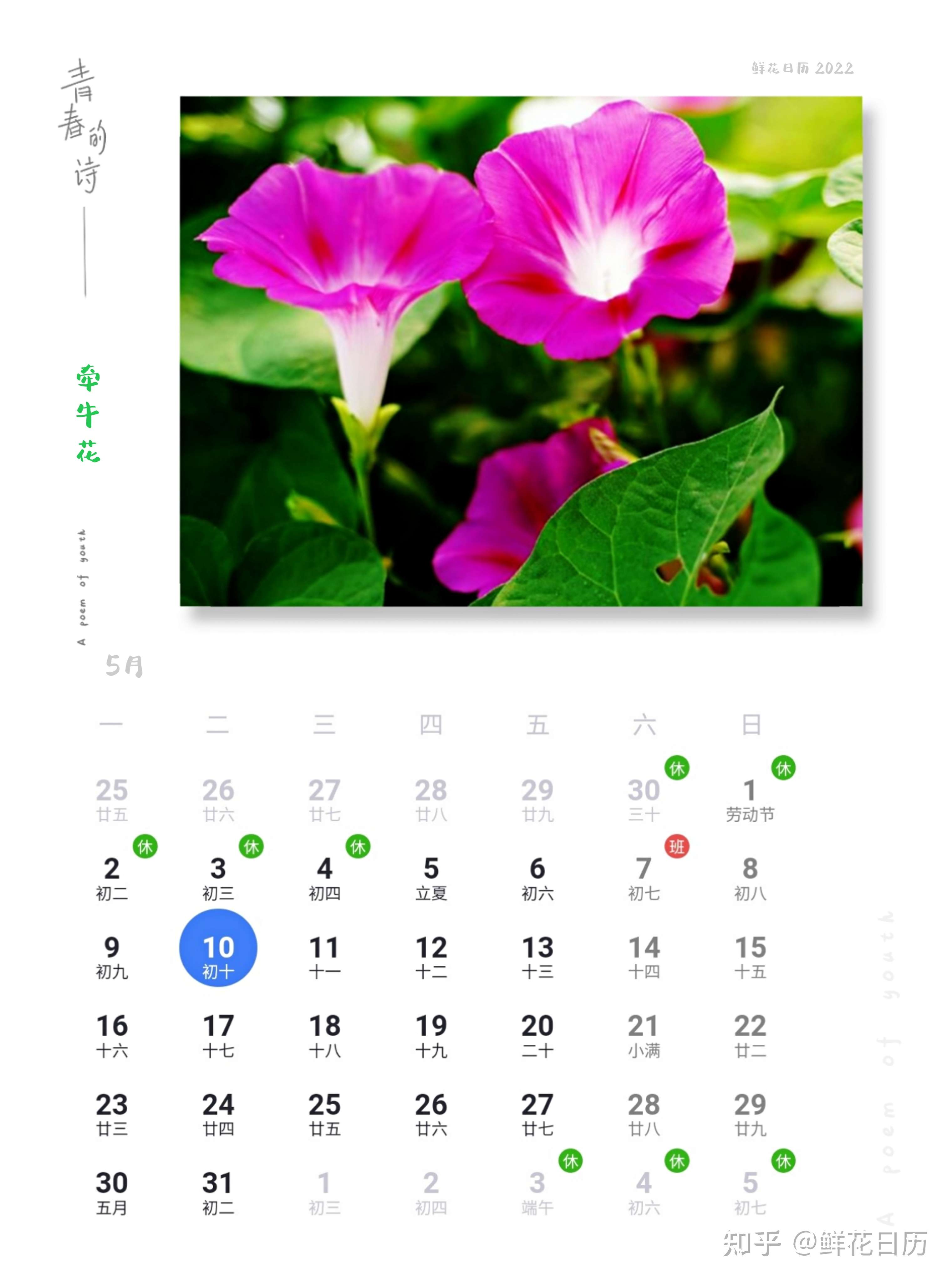 鲜花日历 的想法: 鲜花日历,5月10日牵牛花 - 知乎