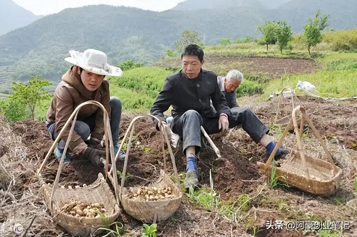 农村种植好项目推荐，农村暴利种植项目有哪些