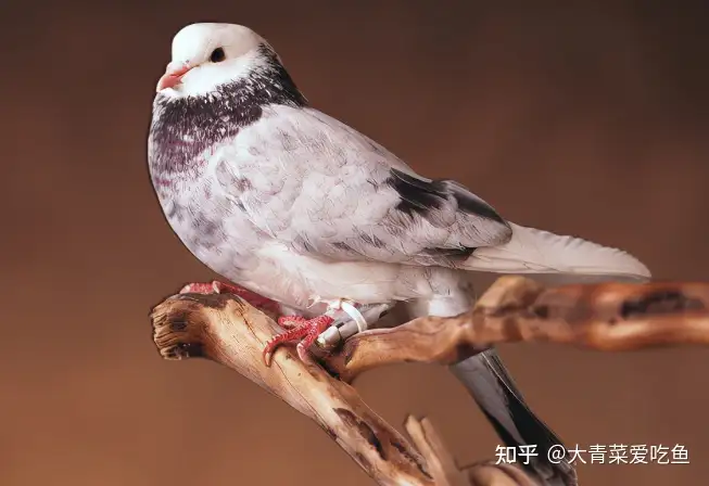 信鸽为什么不迷路? - 知乎