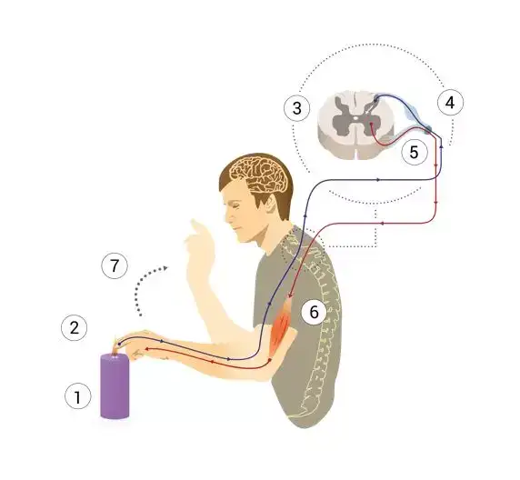 Chart by physical therapist