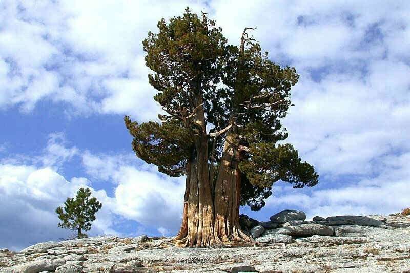 荒野拾遗录 的想法: 世界上公认树龄最大的玛土撒拉树,死于科