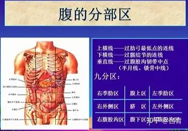 人体左边器官分布图图片