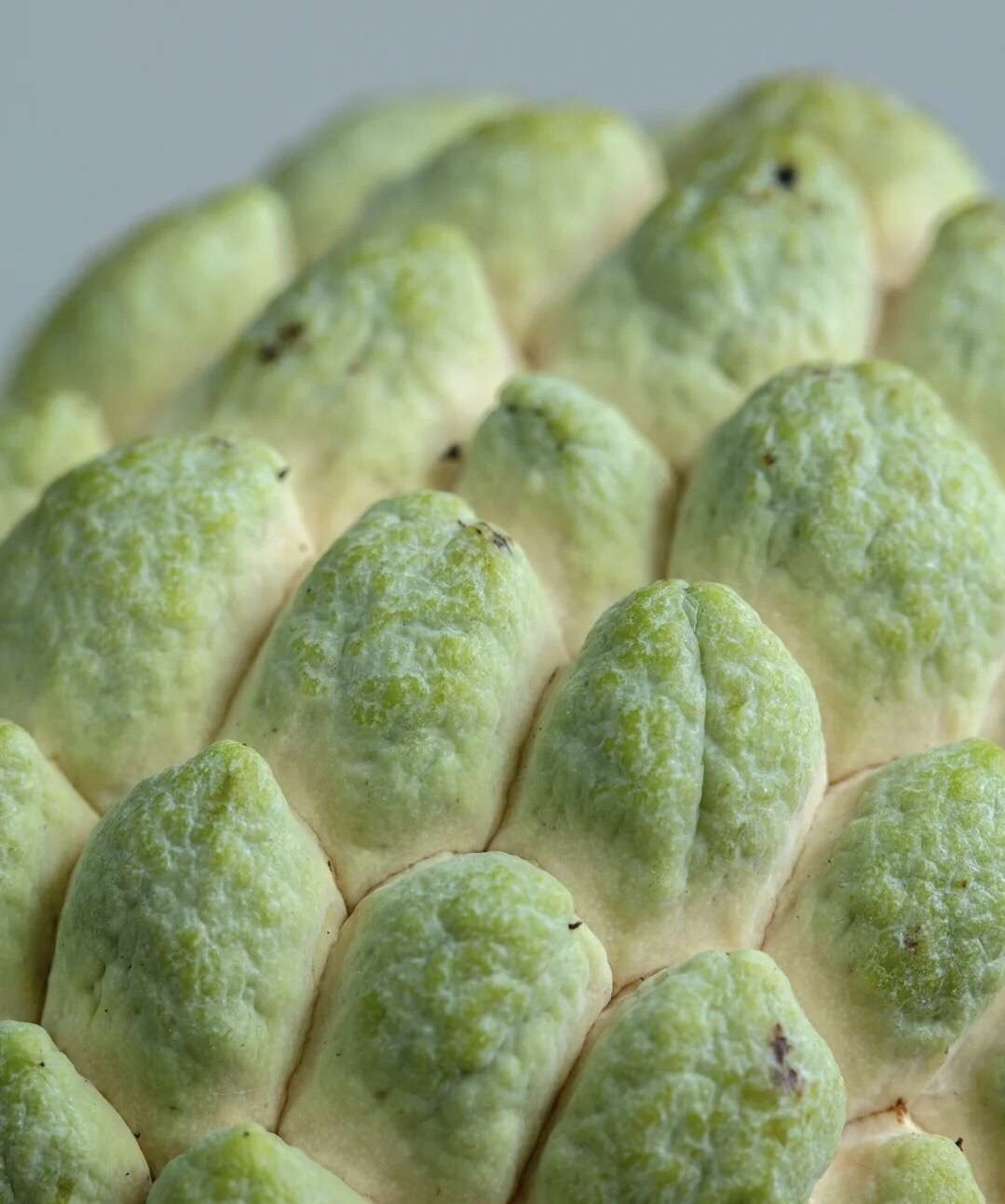 茶人小贤 的想法: 产于潮汕地区的林檎 学名称为释迦果 是一… - 知乎