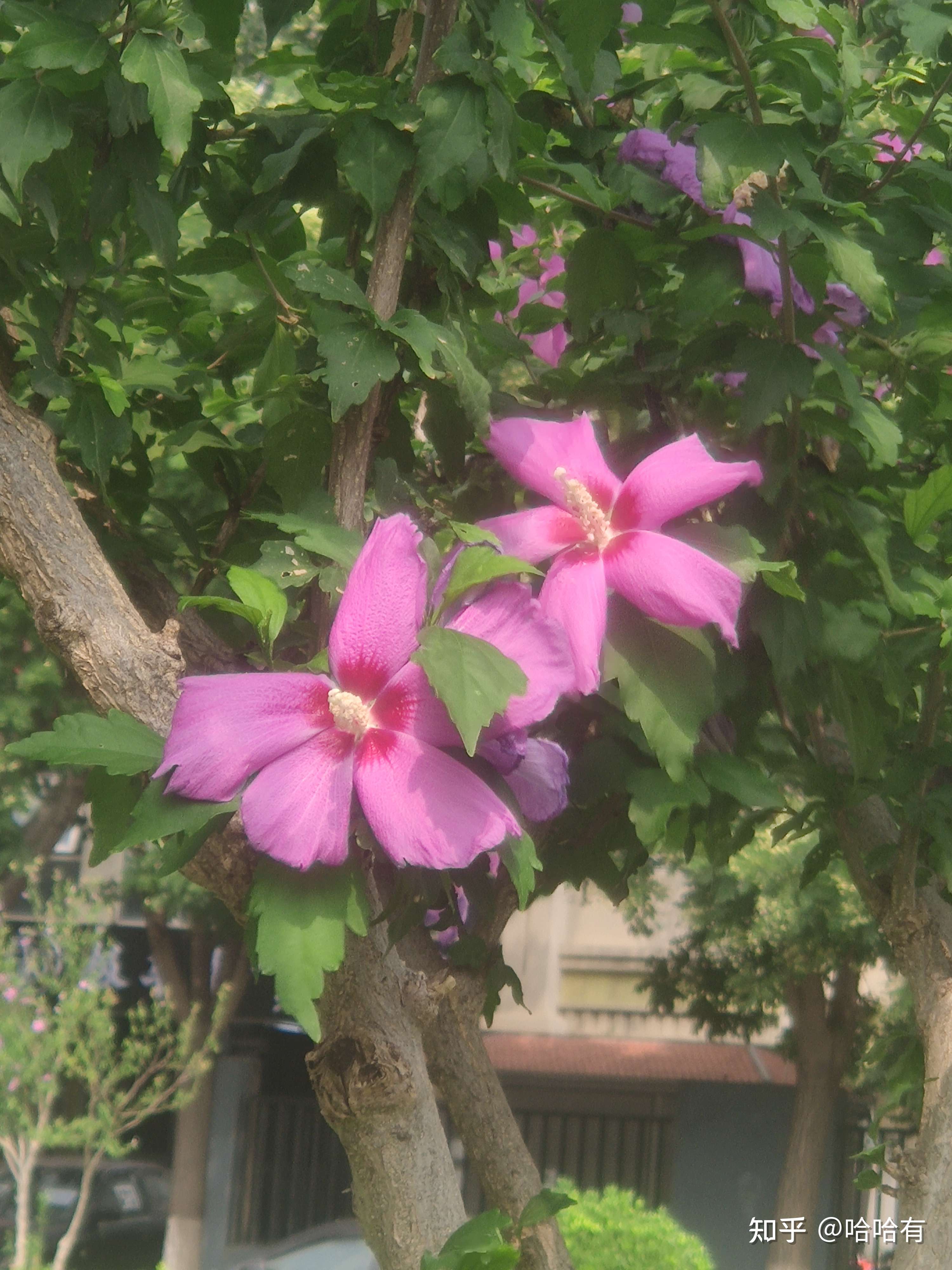 哈哈有 的想法: #俏丽大紫花# - 知乎