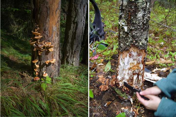 比蓝鲸大一亿倍的生物，居然是蘑菇，能吃吗？