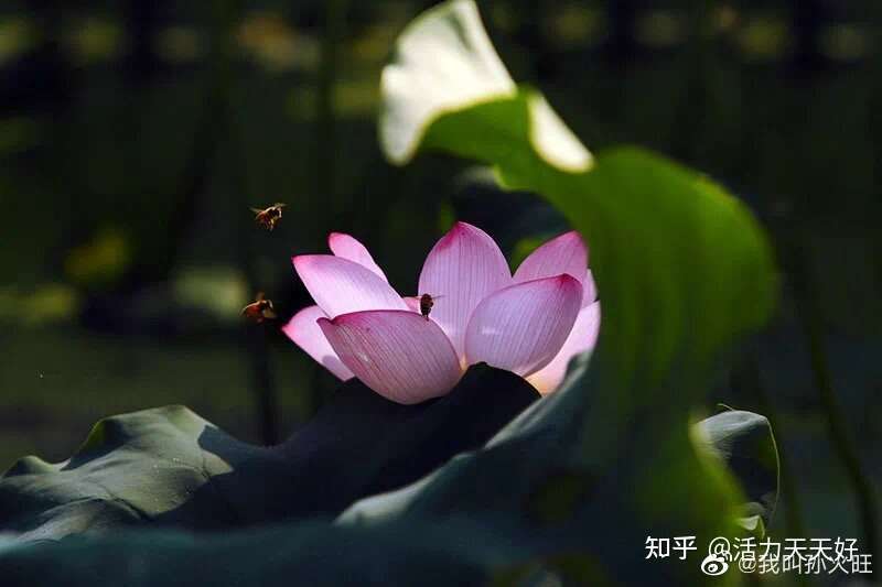 天天好 的想法: 转: 不肯投入时间精力的喜欢,只是喜欢外… - 知乎