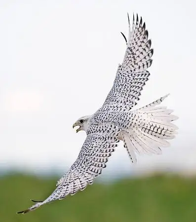 《无人区》里的鹰隼为什么那么贵?