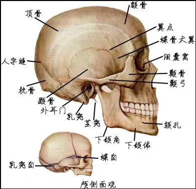 头骨缝隙图图片