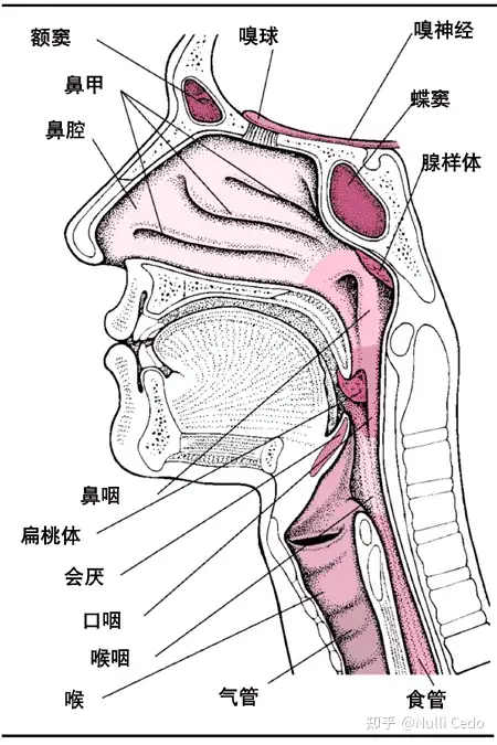 姑娘喉咙疼患急性会厌炎，从就诊到去世仅十分钟，什么是急性会厌炎？哪些因素会诱发该疾病？